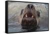 Alaska. Close Up of Stellar Sea Lion Face in Water-Jaynes Gallery-Framed Stretched Canvas