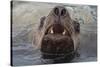 Alaska. Close Up of Stellar Sea Lion Face in Water-Jaynes Gallery-Stretched Canvas