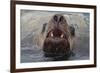 Alaska. Close Up of Stellar Sea Lion Face in Water-Jaynes Gallery-Framed Photographic Print