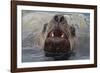 Alaska. Close Up of Stellar Sea Lion Face in Water-Jaynes Gallery-Framed Photographic Print