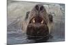 Alaska. Close Up of Stellar Sea Lion Face in Water-Jaynes Gallery-Mounted Photographic Print