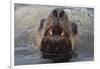 Alaska. Close Up of Stellar Sea Lion Face in Water-Jaynes Gallery-Framed Photographic Print