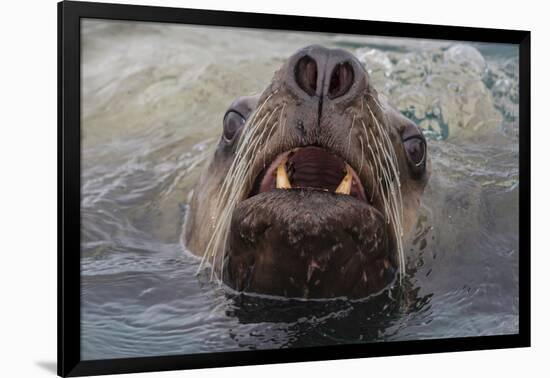 Alaska. Close Up of Stellar Sea Lion Face in Water-Jaynes Gallery-Framed Photographic Print