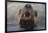 Alaska. Close Up of Stellar Sea Lion Face in Water-Jaynes Gallery-Framed Photographic Print