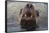 Alaska. Close Up of Stellar Sea Lion Face in Water-Jaynes Gallery-Framed Stretched Canvas