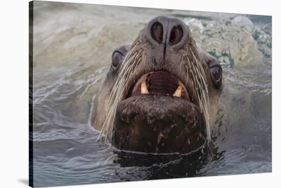 Alaska. Close Up of Stellar Sea Lion Face in Water-Jaynes Gallery-Stretched Canvas