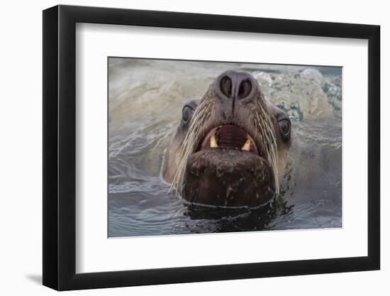 Alaska. Close Up of Stellar Sea Lion Face in Water-Jaynes Gallery-Framed Premium Photographic Print