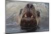 Alaska. Close Up of Stellar Sea Lion Face in Water-Jaynes Gallery-Mounted Premium Photographic Print