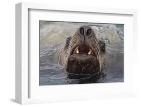 Alaska. Close Up of Stellar Sea Lion Face in Water-Jaynes Gallery-Framed Photographic Print