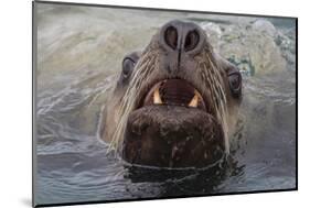 Alaska. Close Up of Stellar Sea Lion Face in Water-Jaynes Gallery-Mounted Photographic Print