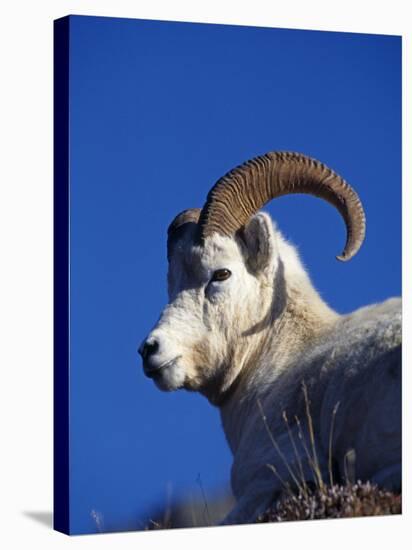 Alaska, Denali National Park, A Male Dall Sheep, USA-John Warburton-lee-Stretched Canvas