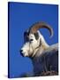 Alaska, Denali National Park, A Male Dall Sheep, USA-John Warburton-lee-Stretched Canvas