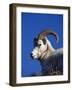 Alaska, Denali National Park, A Male Dall Sheep, USA-John Warburton-lee-Framed Photographic Print