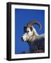 Alaska, Denali National Park, A Male Dall Sheep, USA-John Warburton-lee-Framed Photographic Print