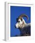 Alaska, Denali National Park, A Male Dall Sheep, USA-John Warburton-lee-Framed Photographic Print