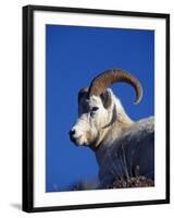 Alaska, Denali National Park, A Male Dall Sheep, USA-John Warburton-lee-Framed Photographic Print