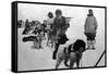 Alaska - Dog Sled Team and Men in Parkas-Lantern Press-Framed Stretched Canvas