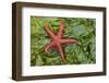 Alaska, George Island, Glacier Bay National Park. Granite Cove. Pacific Blood Star and kelp.-Brenda Tharp-Framed Photographic Print