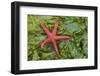 Alaska, George Island, Glacier Bay National Park. Granite Cove. Pacific Blood Star and kelp.-Brenda Tharp-Framed Photographic Print