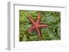 Alaska, George Island, Glacier Bay National Park. Granite Cove. Pacific Blood Star and kelp.-Brenda Tharp-Framed Photographic Print