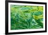 Alaska, Glacier Bay National Park. Abstract of Water in Dundas Bay-Jaynes Gallery-Framed Photographic Print