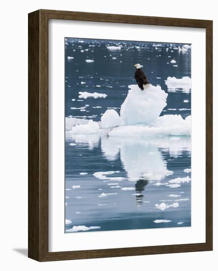 Alaska, Glacier Bay National Park. Bald Eagle on Iceberg-Jaynes Gallery-Framed Photographic Print