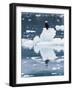 Alaska, Glacier Bay National Park. Bald Eagle on Iceberg-Jaynes Gallery-Framed Photographic Print