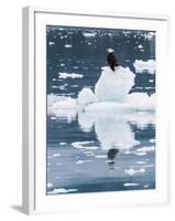 Alaska, Glacier Bay National Park. Bald Eagle on Iceberg-Jaynes Gallery-Framed Photographic Print