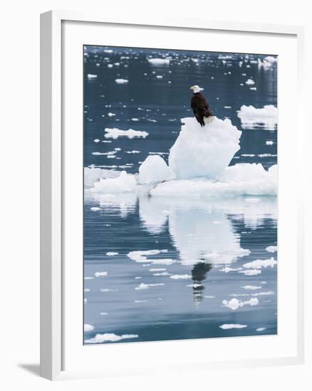 Alaska, Glacier Bay National Park. Bald Eagle on Iceberg-Jaynes Gallery-Framed Photographic Print