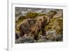 Alaska, Glacier Bay National Park. Brown Bear on Beach-Jaynes Gallery-Framed Photographic Print