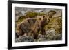 Alaska, Glacier Bay National Park. Brown Bear on Beach-Jaynes Gallery-Framed Photographic Print