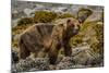 Alaska, Glacier Bay National Park. Brown Bear on Beach-Jaynes Gallery-Mounted Photographic Print