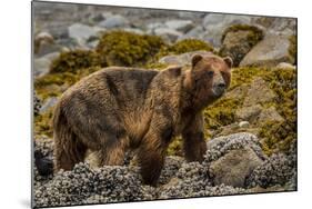 Alaska, Glacier Bay National Park. Brown Bear on Beach-Jaynes Gallery-Mounted Photographic Print