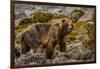 Alaska, Glacier Bay National Park. Brown Bear on Beach-Jaynes Gallery-Framed Photographic Print