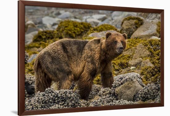 Alaska, Glacier Bay National Park. Brown Bear on Beach-Jaynes Gallery-Framed Photographic Print