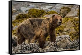 Alaska, Glacier Bay National Park. Brown Bear on Beach-Jaynes Gallery-Framed Stretched Canvas