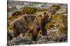 Alaska, Glacier Bay National Park. Brown Bear on Beach-Jaynes Gallery-Stretched Canvas