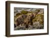 Alaska, Glacier Bay National Park. Brown Bear on Beach-Jaynes Gallery-Framed Photographic Print