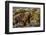 Alaska, Glacier Bay National Park. Brown Bear on Beach-Jaynes Gallery-Framed Photographic Print