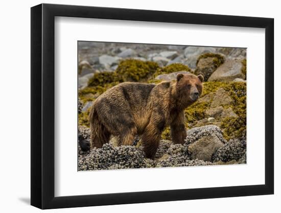 Alaska, Glacier Bay National Park. Brown Bear on Beach-Jaynes Gallery-Framed Photographic Print