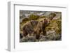 Alaska, Glacier Bay National Park. Brown Bear on Beach-Jaynes Gallery-Framed Photographic Print