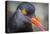 Alaska, Glacier Bay National Park. Close Up of Black Oystercatcher Bird-Jaynes Gallery-Stretched Canvas