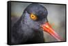 Alaska, Glacier Bay National Park. Close Up of Black Oystercatcher Bird-Jaynes Gallery-Framed Stretched Canvas