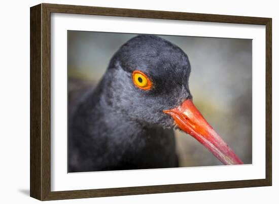 Alaska, Glacier Bay National Park. Close Up of Black Oystercatcher Bird-Jaynes Gallery-Framed Photographic Print