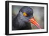 Alaska, Glacier Bay National Park. Close Up of Black Oystercatcher Bird-Jaynes Gallery-Framed Photographic Print