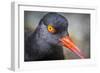 Alaska, Glacier Bay National Park. Close Up of Black Oystercatcher Bird-Jaynes Gallery-Framed Photographic Print