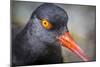 Alaska, Glacier Bay National Park. Close Up of Black Oystercatcher Bird-Jaynes Gallery-Mounted Photographic Print