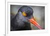 Alaska, Glacier Bay National Park. Close Up of Black Oystercatcher Bird-Jaynes Gallery-Framed Photographic Print