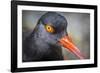 Alaska, Glacier Bay National Park. Close Up of Black Oystercatcher Bird-Jaynes Gallery-Framed Photographic Print