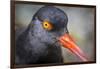 Alaska, Glacier Bay National Park. Close Up of Black Oystercatcher Bird-Jaynes Gallery-Framed Photographic Print